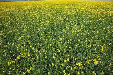 《上古卷轴4：湮灭重制版》获SteamDeck绿标 实机体验总体流畅但存瑕疵